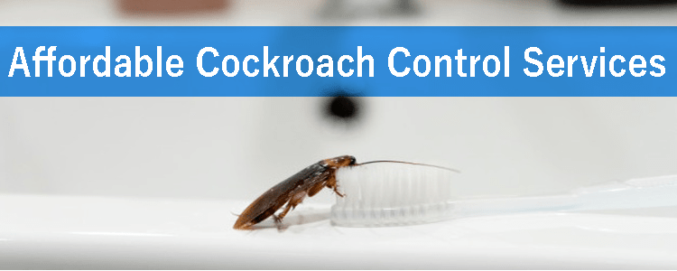 Affordable Cockroach Control Service